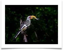 Southern Yellow-billed  Hornbill - Alan Edwards